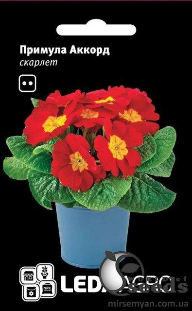 Примула Акорд F1, скарлет 10 семена Л Примула Акорд F1, скарлет 10 семена Л