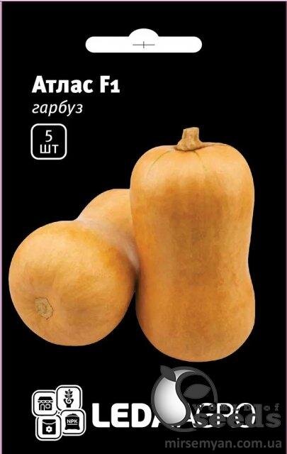 Гарбуз Атлас F1 (Баттернат) 5 семена Л Гарбуз Атлас F1 (Баттернат) 5 семена Л
