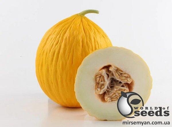 Диня Егназіо 5 семена Л Диня Егназіо 5 семена Л