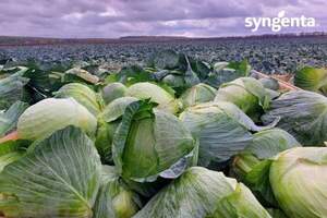 Капуста Агресор F1 20н. Л Капуста Агресор F1 20н. Л