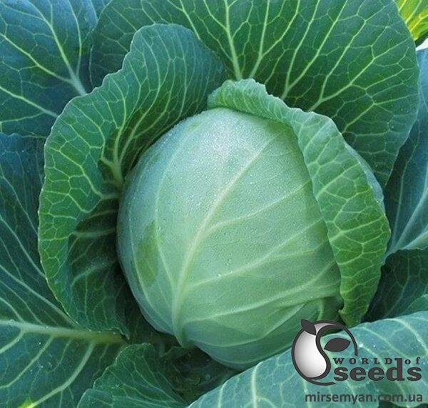 Капуста білокачанна Радан F1, 20 семена Л Капуста білокачанна Радан F1, 20 семена Л