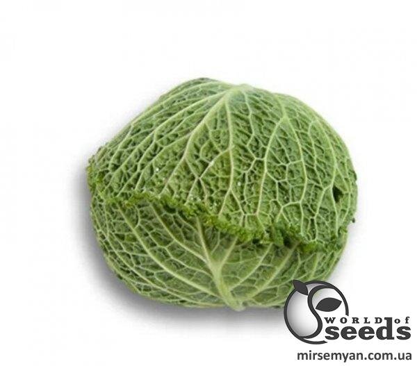 Капуста савойська Мадлена F1, 15 семена Л Капуста савойська Мадлена F1, 15 семена Л