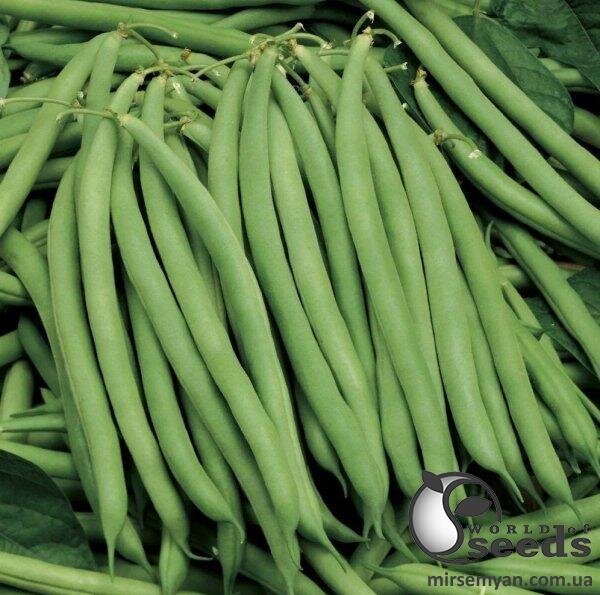 Квасоля спаржева Серенгеті 20 семена Л Квасоля спаржева Серенгеті 20 семена Л