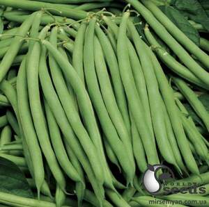 Квасоля спаржева Серенгеті 20 семена Л Квасоля спаржева Серенгеті 20 семена Л