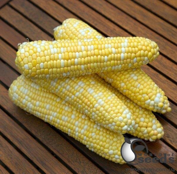 Кукурудза Ракель F1 20 семена Л Кукурудза Ракель F1 20 семена Л