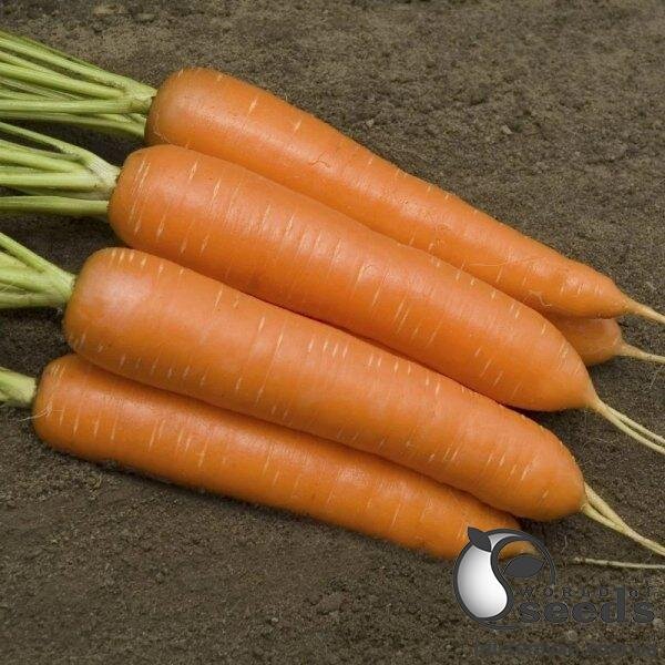 Морква Монанта 1 г. L. Морква Монанта 1 г. L.