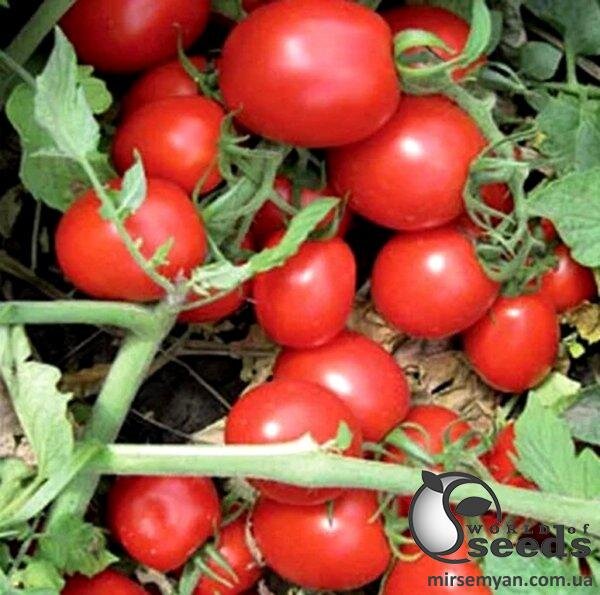 Томат Перфектпіл F1 20 сем., Л Томат Перфектпіл F1 20 сем., Л