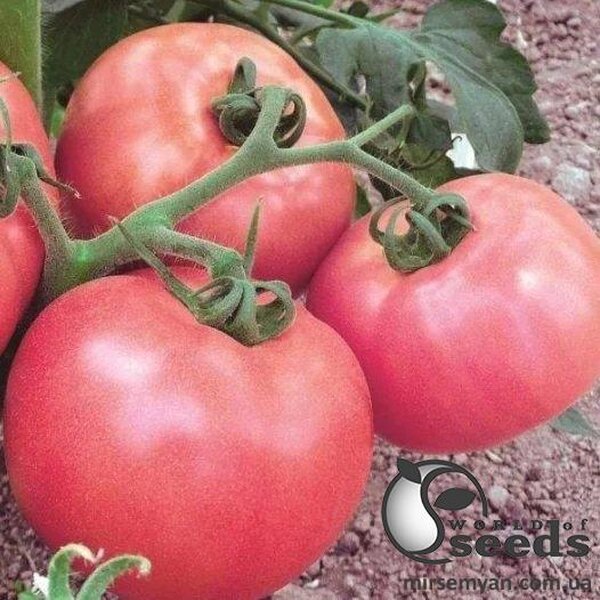 Томат Пінк Унікум F1 5 семена Л Томат Пінк Унікум F1 5 семена Л