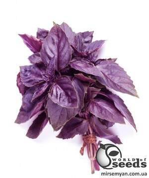 Базилік фіолетовий "Темний Опал" 10 г. Л
