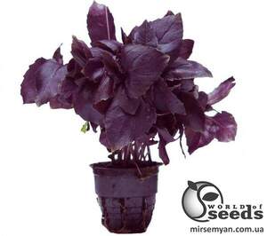 Базилік червоний 