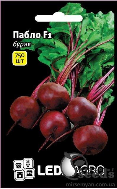 Буряк столовий Буряк столовий