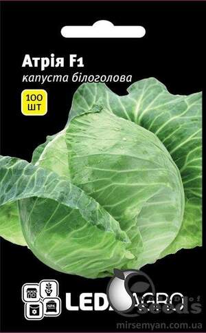 Насіння капусти Атрія F1 100 семена L (Seminis)