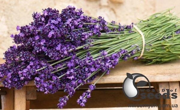 Лаванда вузьколиста 2 р. л Лаванда вузьколиста 2 р. л