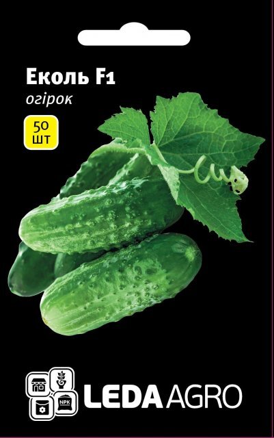 Огірок Еколь F1 50 н. L (Сингента / Syngenta) Огірок Еколь F1 50 н. L (Сингента / Syngenta)