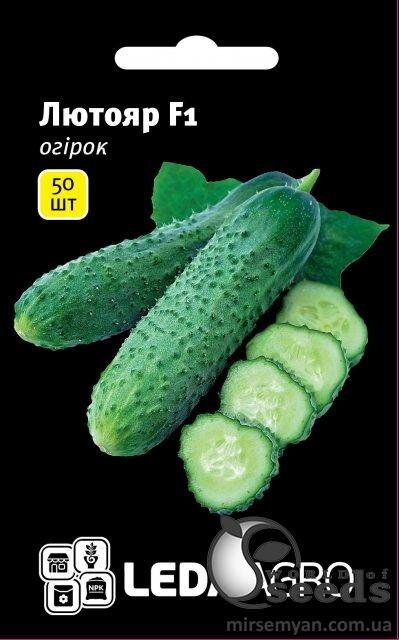 Огірок  Огірок