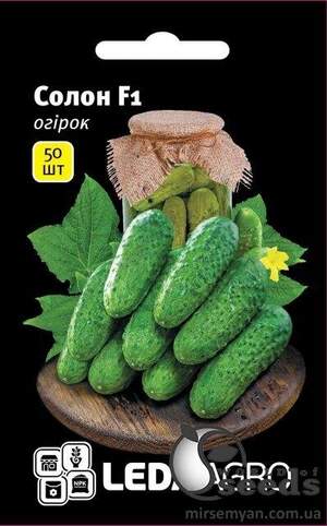 Огірок "Солон" F1 50 семена L (Yuksel Seeds)