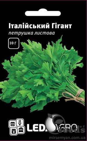 Петрушка листова Італійський Гігант 10 г