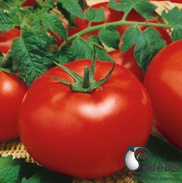 Томат Біг Біф F1 - 100 насінин Л (Seminis) Томат Біг Біф F1 - 100 насінин Л (Seminis)