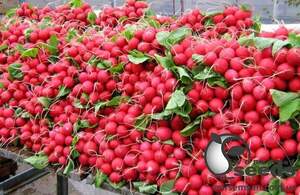 Редіс Ісіс F1 1 000 семена Л