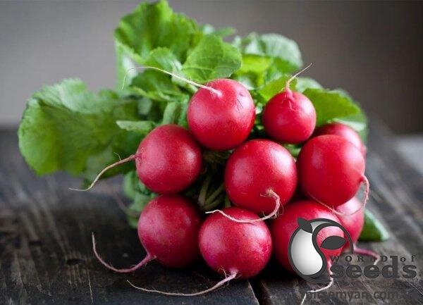 Редис Соляріс F1 1 000 семена Л Редис Соляріс F1 1 000 семена Л