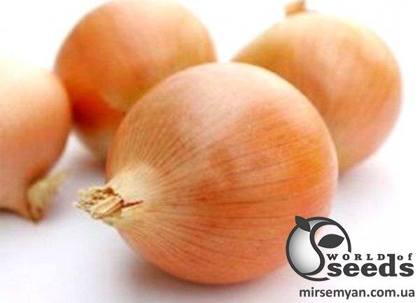 Цибуля Цибуля