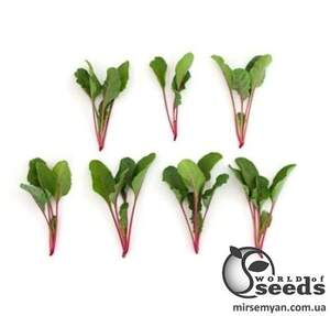 Мангольд Чарлі (листовий буряк) 10 г. А Мангольд Чарлі (листовий буряк) 10 г. А