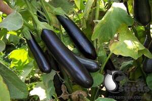 Баклажан "Фабіна" F1, 50 г . Клоз (Clause)