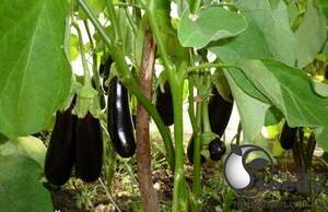 Баклажан "Фабіна" F1, 50 г . Клоз (Clause) Баклажан "Фабіна" F1, 50 г . Клоз (Clause)