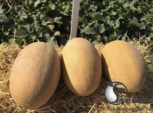 Диня "Мабелла F1" 1000 семена Клоз (Clause)