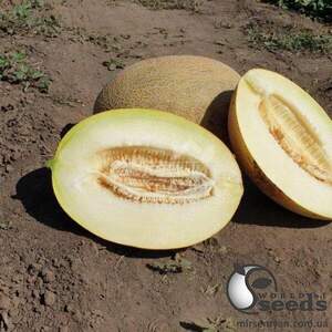 Диня "Маорі F1" 1000 семена Клоз (Clause)