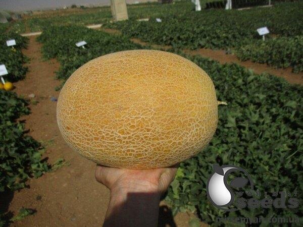 Диня "Мілан F1" 1000 семена Клоз (Clause) Диня "Мілан F1" 1000 семена Клоз (Clause)