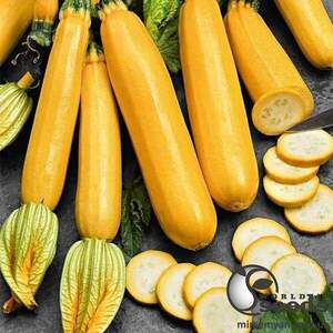 Кабачок "Мери Голд F1" 500 семена Клоз (Clause)