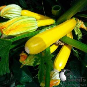 Кабачок "Мери Голд F1" 500 семена Клоз (Clause)