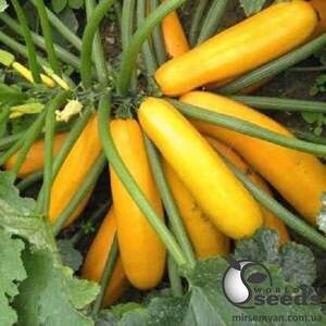 Кабачок "Мери Голд F1" 500 семена Клоз (Clause)