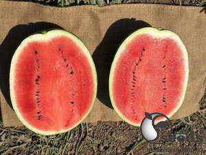 Кавун "Епіка F1" 1 000 семена Клоз (Clause)