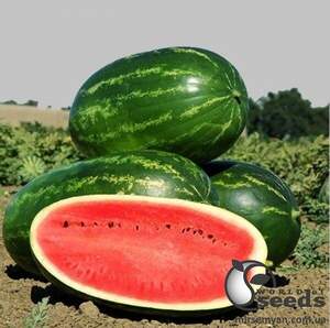 Кавун "Мелина F1" 1 000 семена Клоз (Clause)