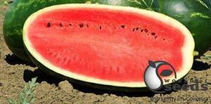 Кавун "Мелина F1" 1 000 семена Клоз (Clause)