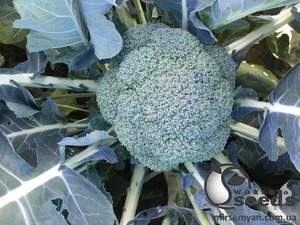 Капуста броколі "Вавилон F1" 2 500 семена Клоз (Clause)