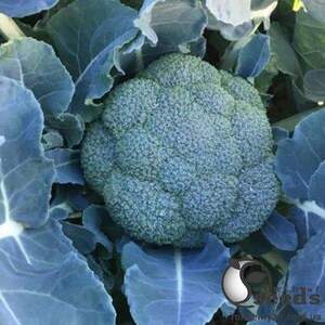 Капуста броколі "Сігно F1" 2 500 семена Клоз (Clause)