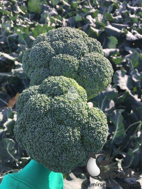 Капуста броколі Капуста броколі