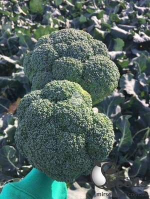 Капуста броколі "Стірлінг F1" 10 000 семена Клоз (Clause)