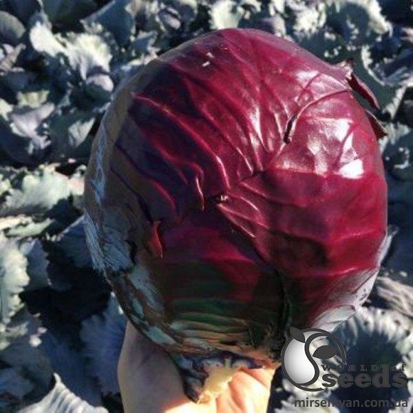 Капуста червонокачанна Капуста червонокачанна