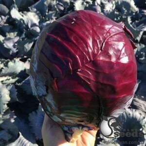 Капуста червонокачанна "Редгард F1" 2 500 семена Клоз (Clause)