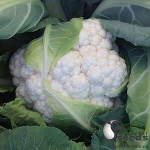 Капуста цвітна "Дюрок F1" 2500 семена Клоз (Clause)