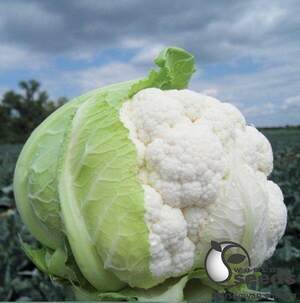 Капуста цвітна "Трайдент F1" 2 500 семена Клоз (Clause)