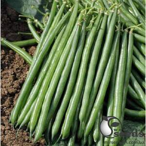 Квасоля спаржева " Крокет F1" 5 000 семена Клоз (Clause)