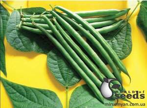Квасоля спаржева  Квасоля спаржева