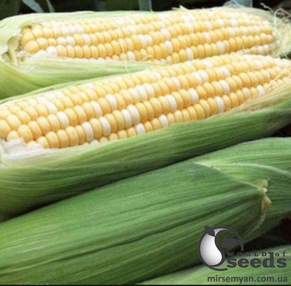 Кукурудза Ракель F1 50 000 нас. (Clause) Кукурудза Ракель F1 50 000 нас. (Clause)