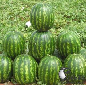 Насіння кавуна Бархан F1 50 н. А Syngenta Насіння кавуна Бархан F1 50 н. А Syngenta