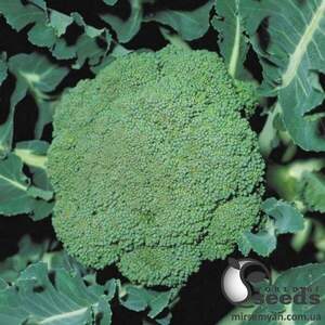 Капуста брокколі Партенон F1 100 семена А Капуста брокколі Партенон F1 100 семена А